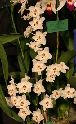 Img_6620a.jpg
