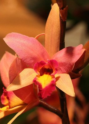 Img_6628a.jpg