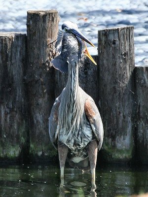 Img_7008a.jpg