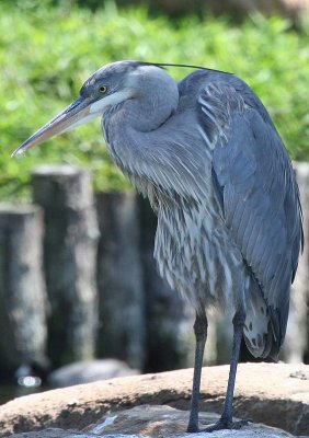 Img_7028a.jpg