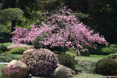 Japanese Garden