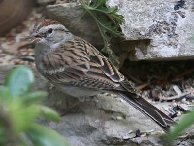 Chipping_Sparrow.jpg
