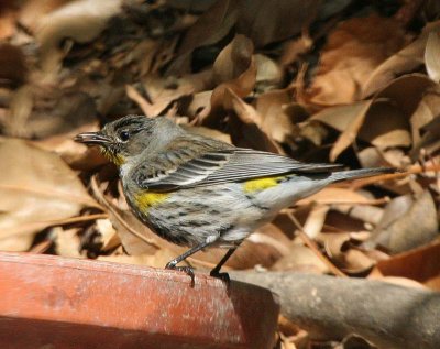 Yellow-rumped_Warbler.jpg