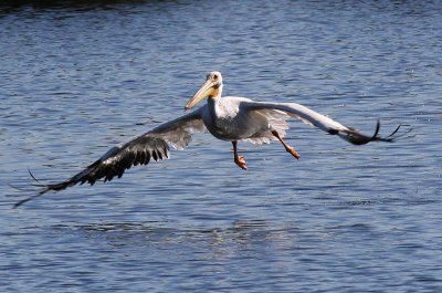 American White Pelican