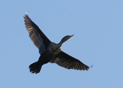 Double-crested Cormorant