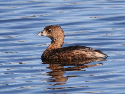 Pied-billed Grebe