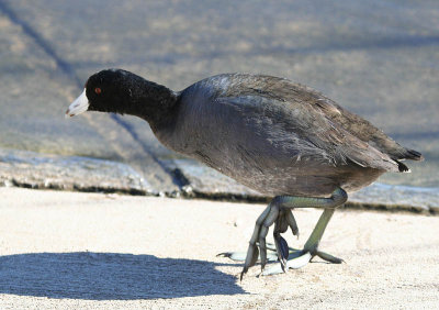 American Coot