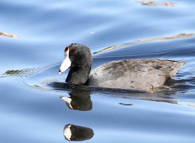 American Coot