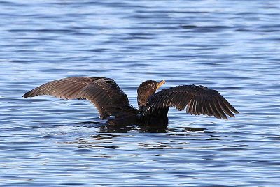 Double-crested Cormorant