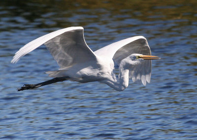 Sepulveda Basin Wildlife Reserve