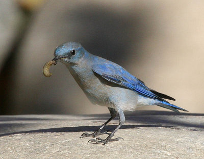 Mountain Bluebird