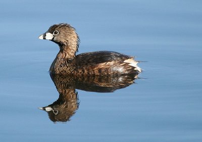 Pied-billed Grebe