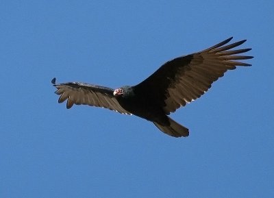 Turkey Vulture