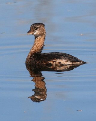 Pied-billed Grebe