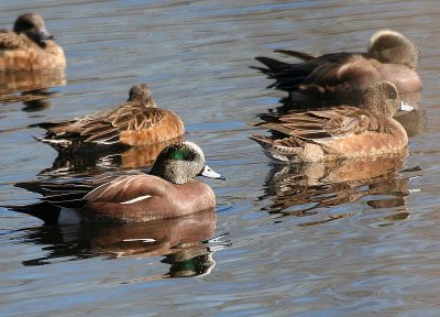 American Wigeon