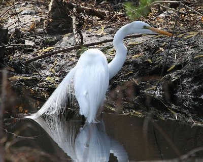 Great White Egret