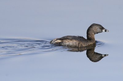 Pied-billed Grebe