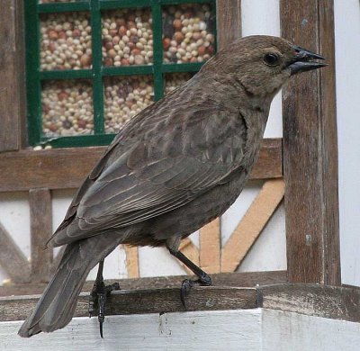 Cowbird_Brown-headed_f.jpg