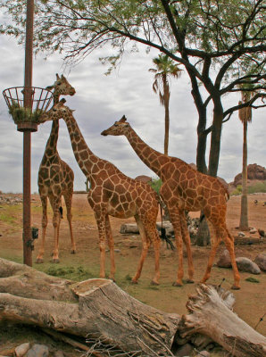 phoenix_zoo_04.jpg