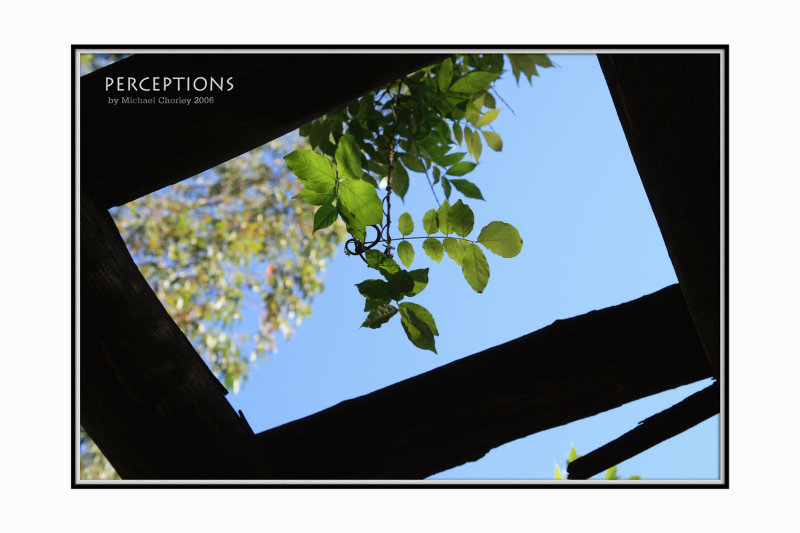 Vine-Leaf.jpg