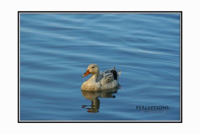Blue-Water-Duck.jpg