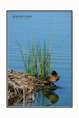 Duck-Lake-Edge.jpg