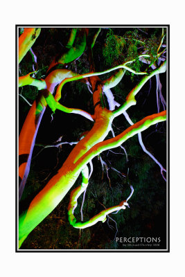 Green-Tree2.jpg