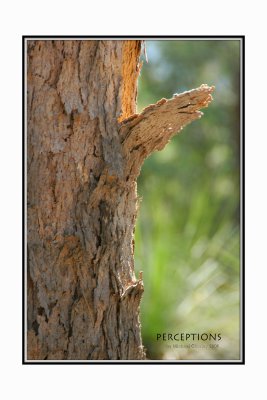 Tree-Bark.jpg