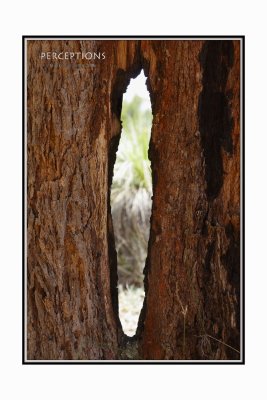 Tree-Window.jpg