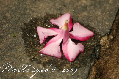 Fallen-Bud.jpg