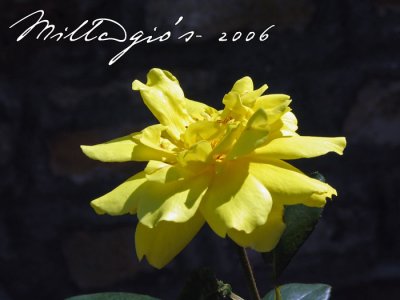 Golden-Flower.jpg