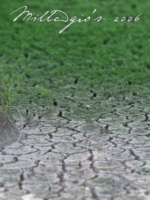Dry-Soil.jpg