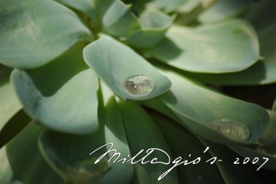 Morning-Dew.jpg