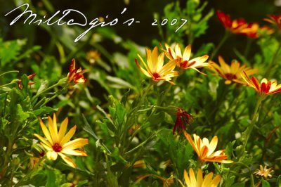 Flowers.jpg