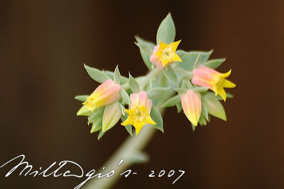 Little-bells.jpg