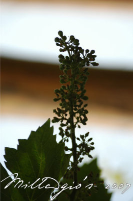 La-Fleur.jpg