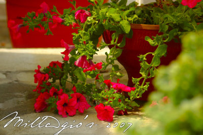 Eve's-garden.jpg