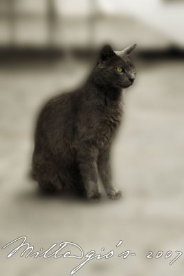Cat-pose.jpg