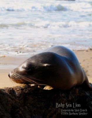 Baby Sea Lion.JPG