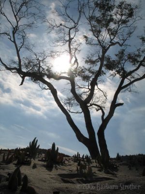 Beach tree.JPG