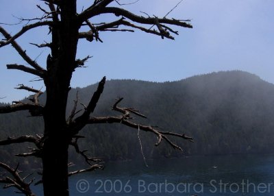 tree at puget sound.JPG