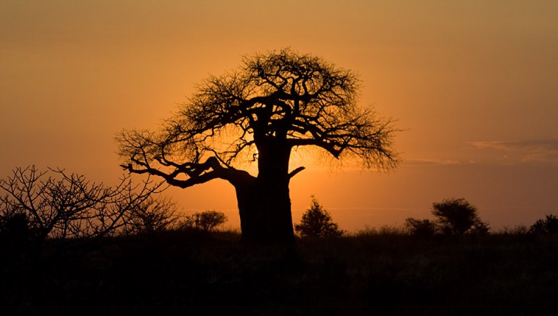 Baobab Sunset