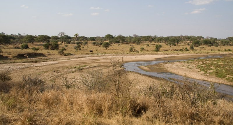 Tarangire