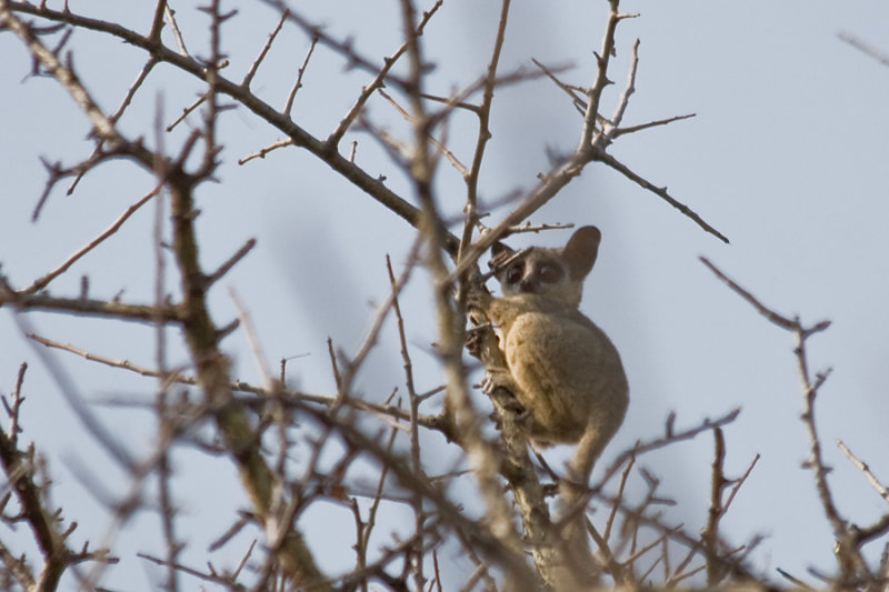 Bushbabies insight!