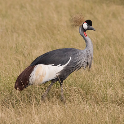 Tanzania 2007 Birds