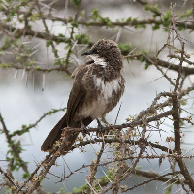Northern Pied Babbler
