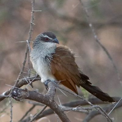 White-browed Coucal