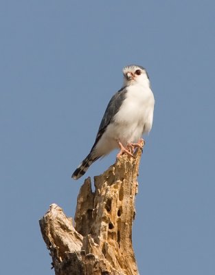 Pygmy Falcon