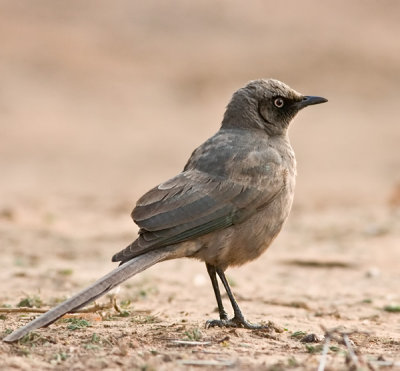 Ashy Starling