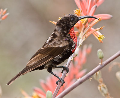 Scarlet-chested Sunbird